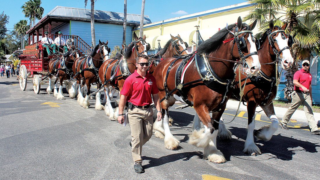 Clydesdales pay annual visit to Shell Factory News, Sports, Jobs